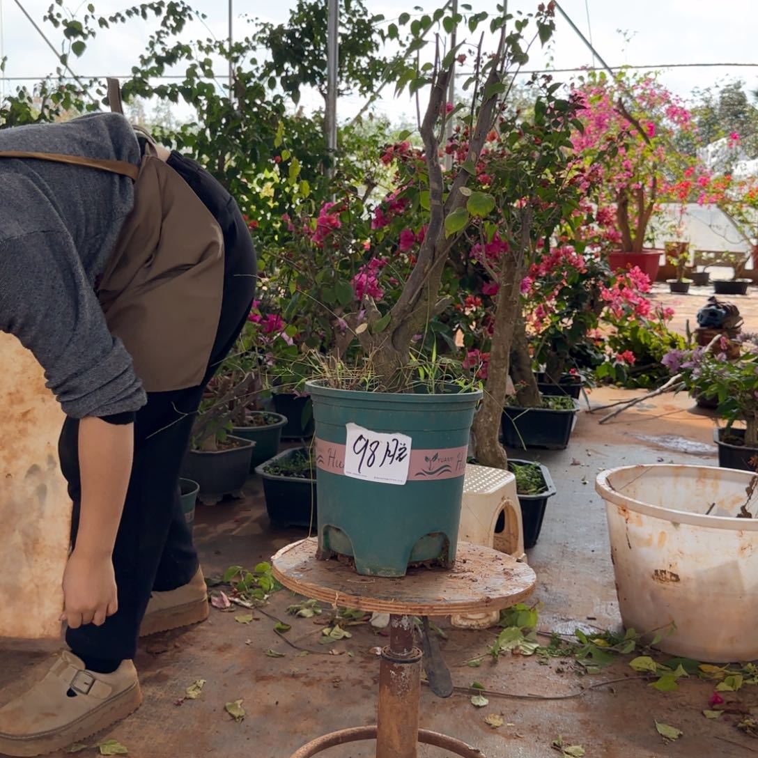 大部分花苞少量开放柠檬黄 98脱