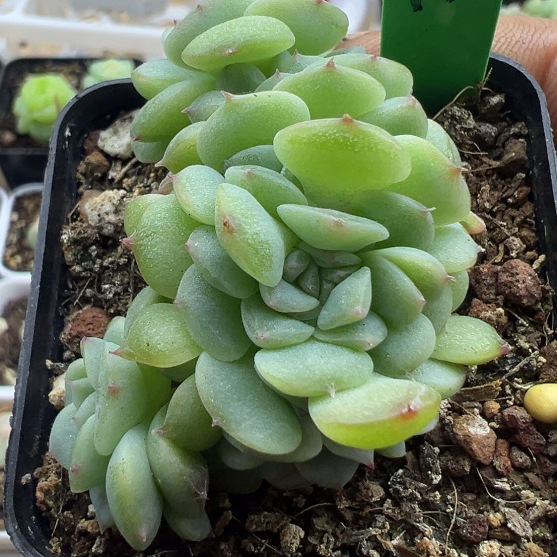 糖心多肉一物一拍17