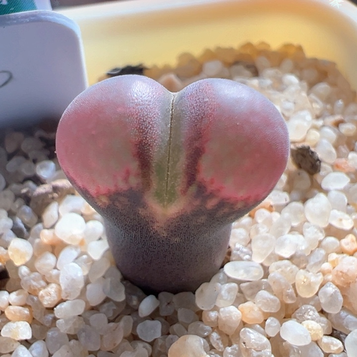 w12。花开2年c10 风铃 88折后价