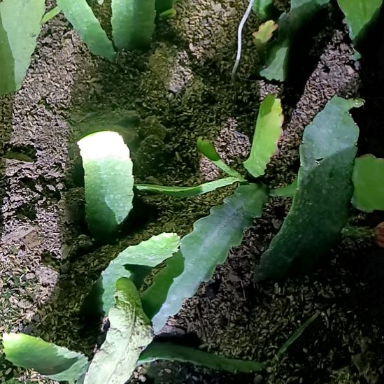 傲***梅完全开放令箭何花东北小粉中国红