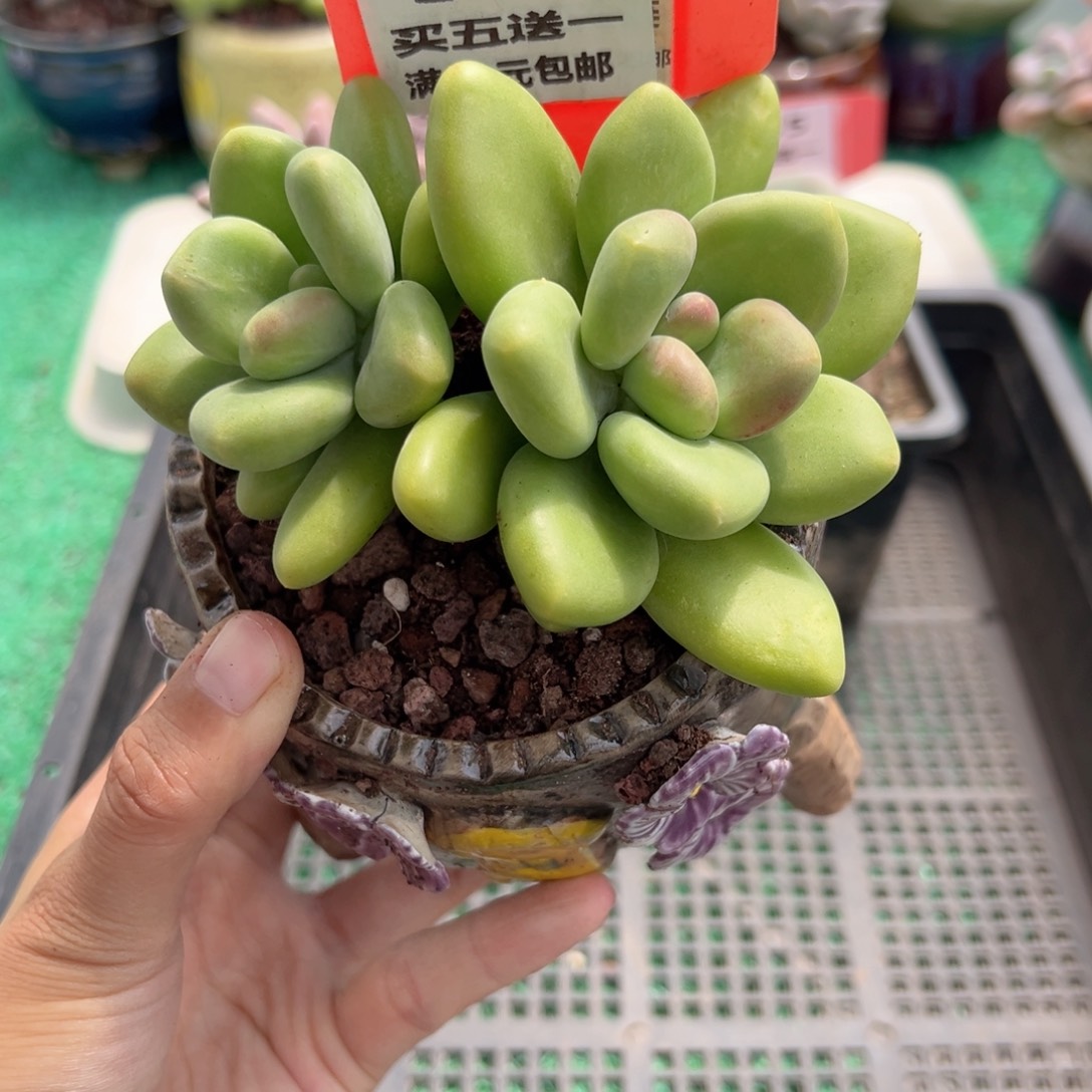 表妹精品多肉植物346.