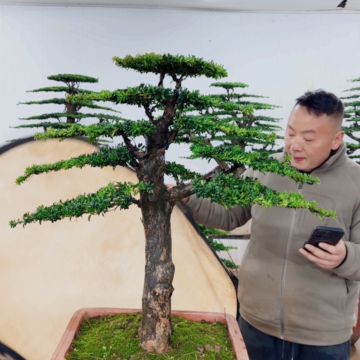星***哥无花朵盆景园林……