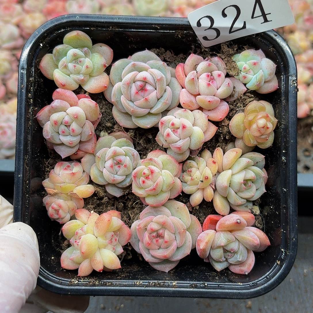 多肉植物多肉植物324