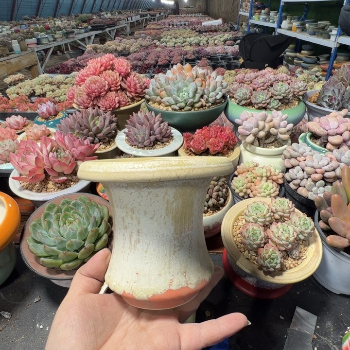 特价花盆满50发货内口9