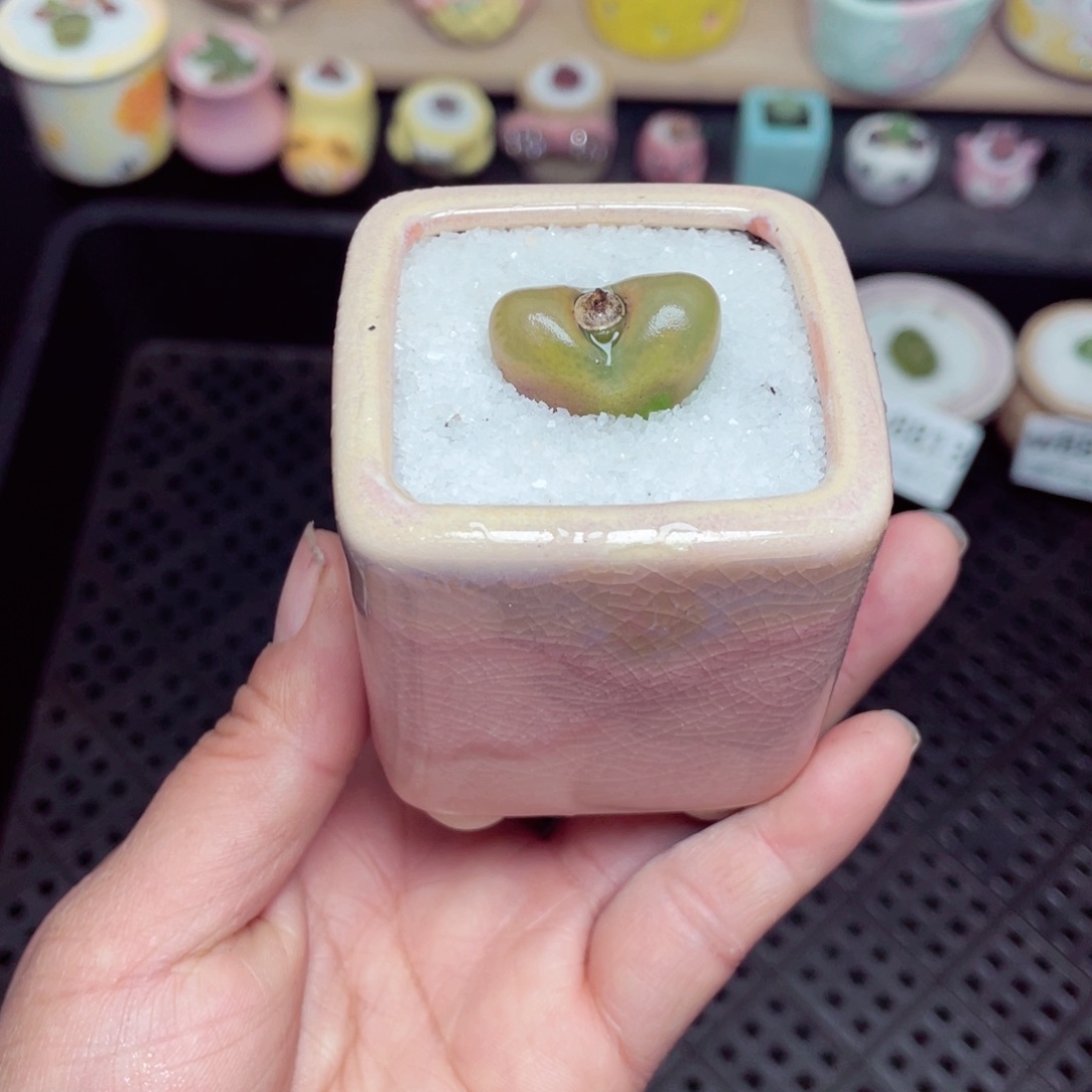 w8814 带盆土发货-零下地区拍保温箱