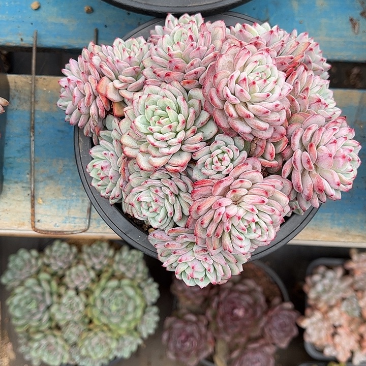 多肉植物一物一拍