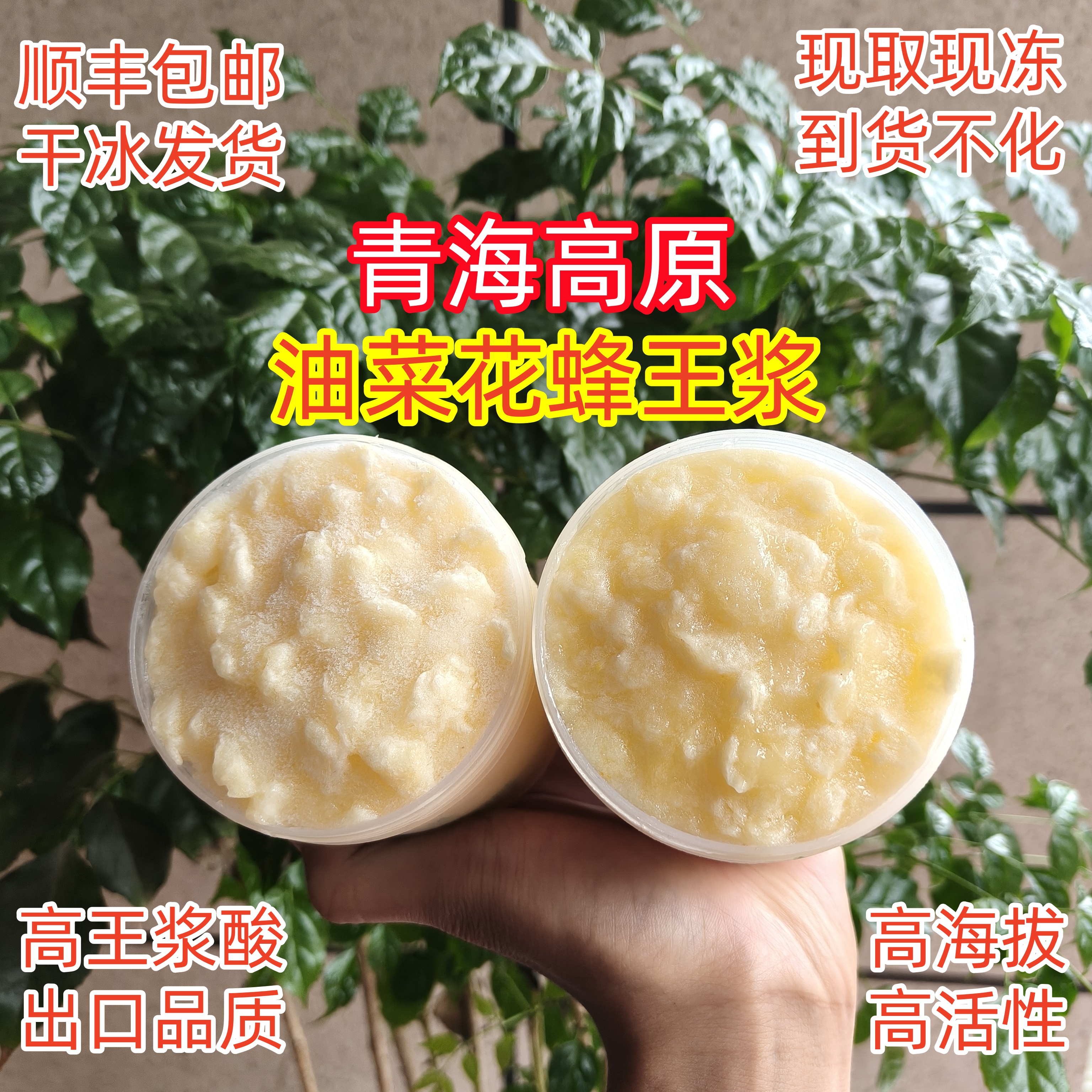 2025青海高原油菜花蜂王浆现取现冻顺丰冷链高品质滋补品到货不化