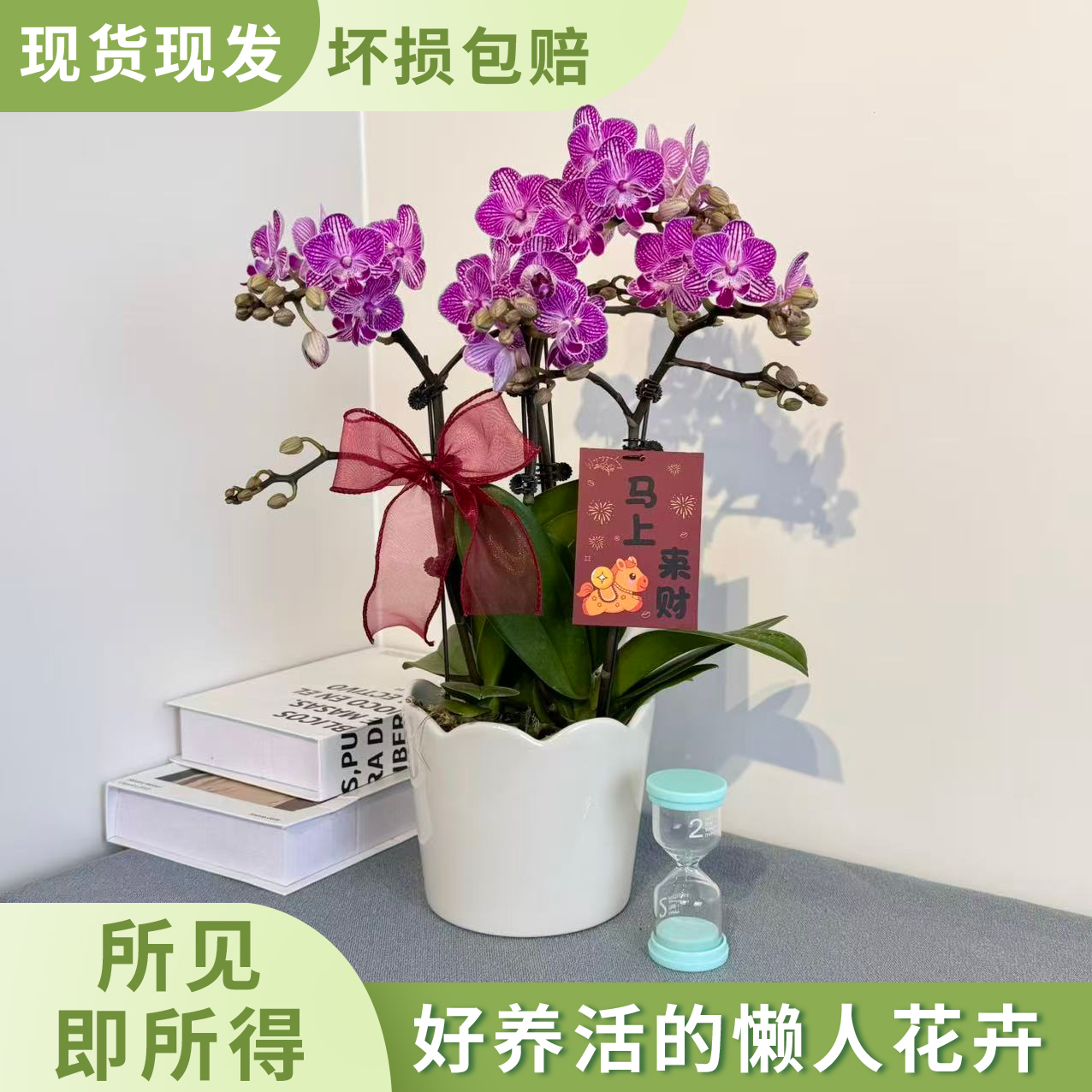 [繁星]精选蝴蝶兰 高端紫色系桌面花 室内鲜花绿植长花期 
