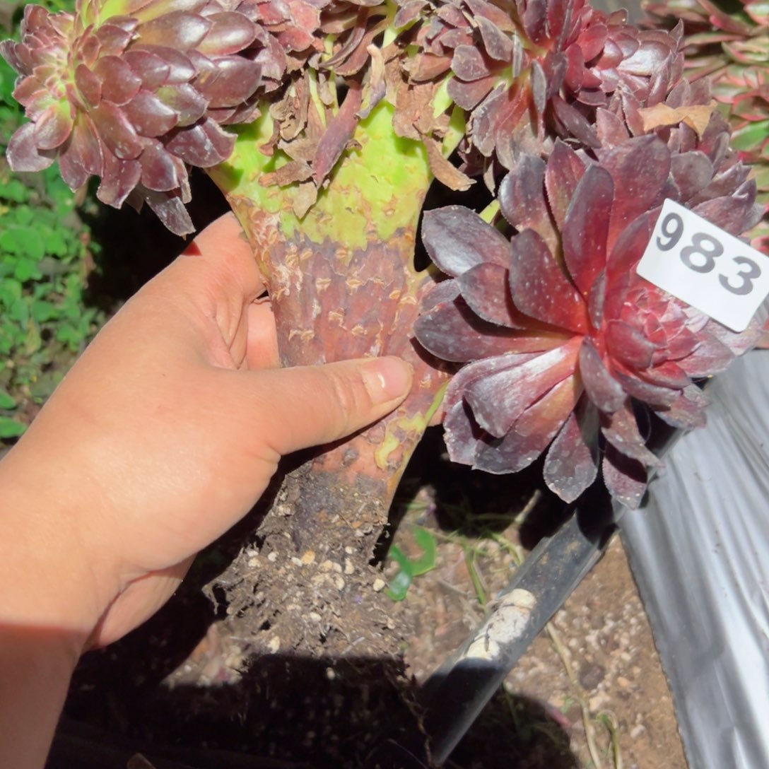 983 号多肉植物法师