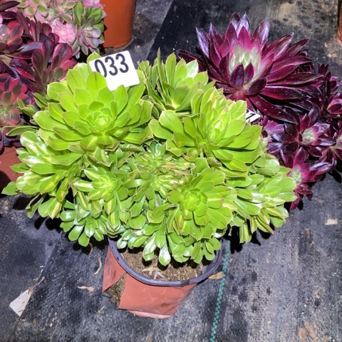 碧螺春阴阳砍头朵朵缀无售后