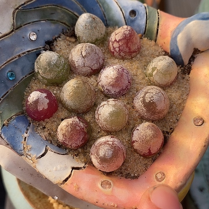 26510灯泡样本一盆