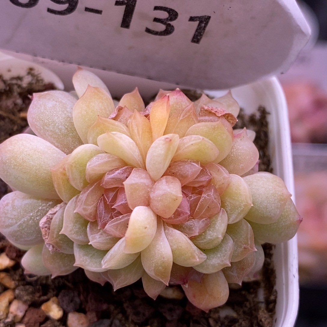 【闪购商品】09-131