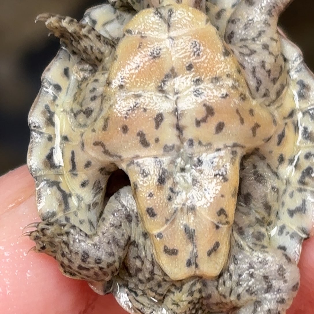 不分公母剃刀龟全品鼎级双满文黑刀