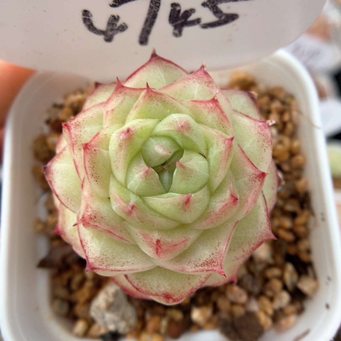 透心珍妮麦秆可拍4745号 