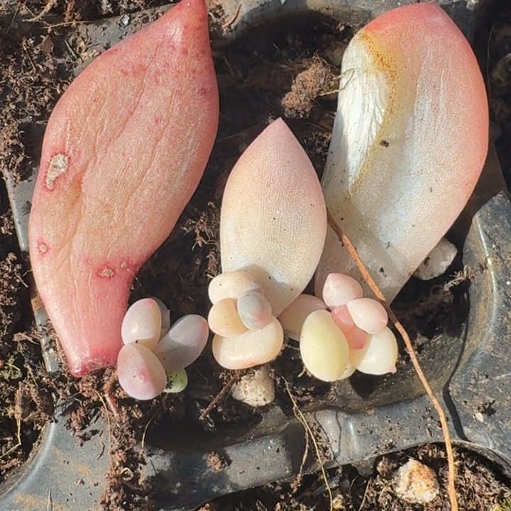 覆轮一物一拍好看