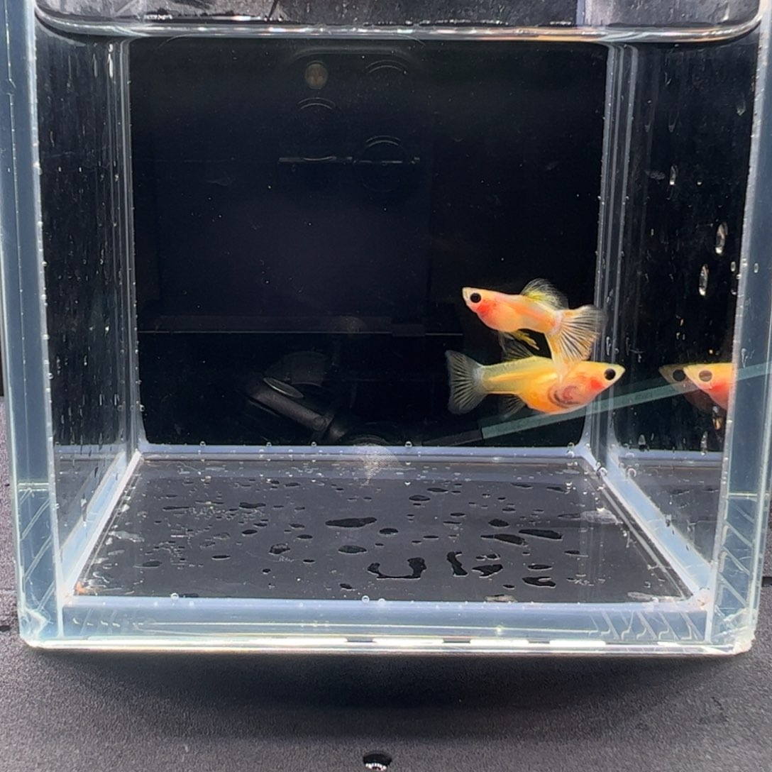 孔雀鱼幻彩玻璃猫