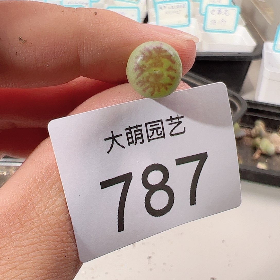 0000787 一物一拍……