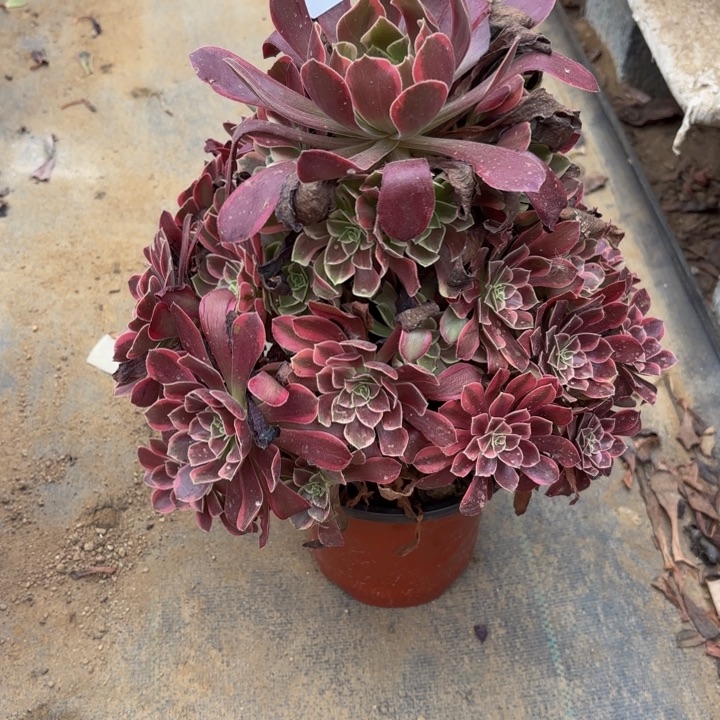 金丝却多肉处理不包断头3587