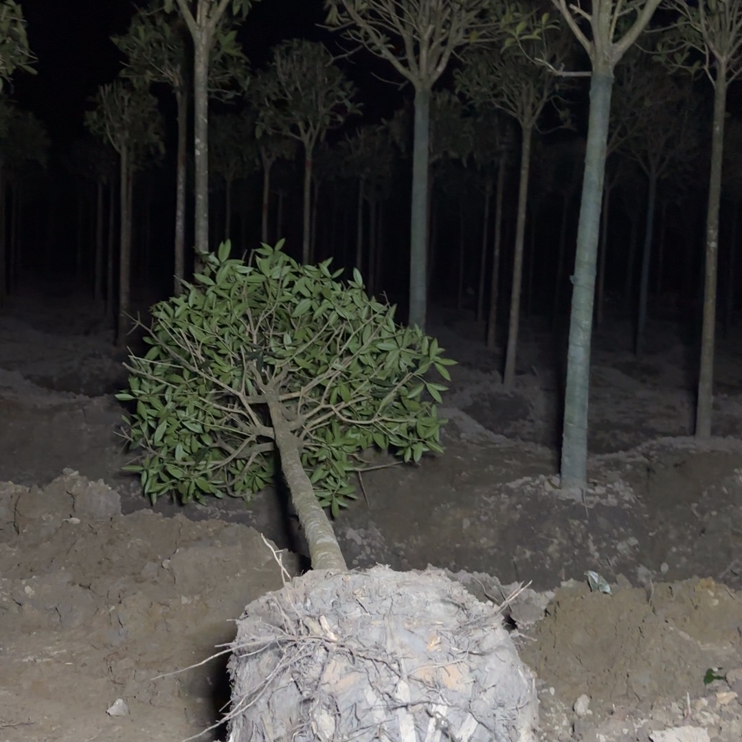 当前无花栽培后可以开花