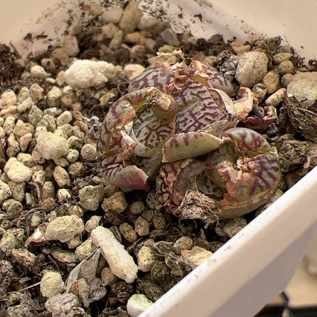 【闪购商品】19福利