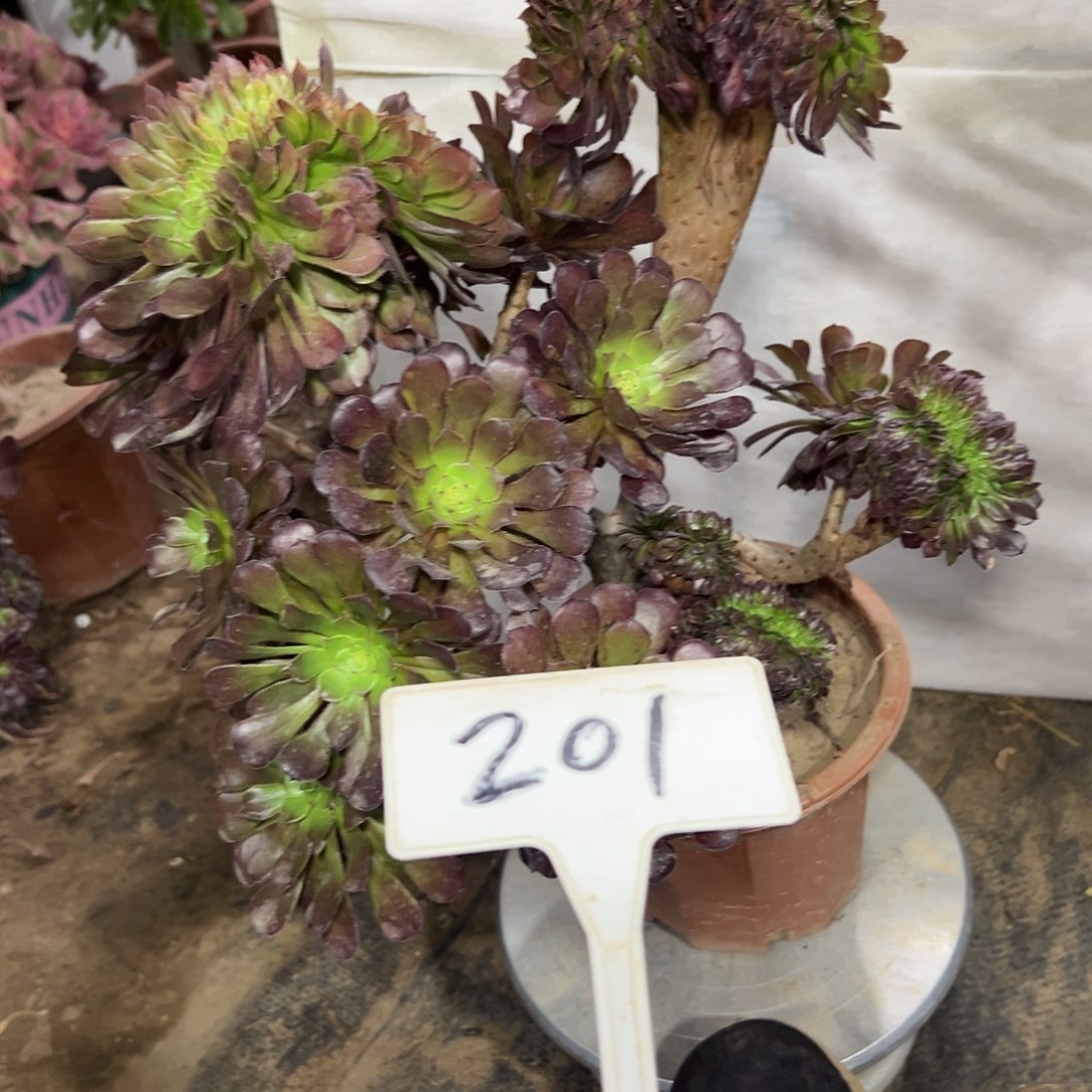 多肉植物铜壶之花201
