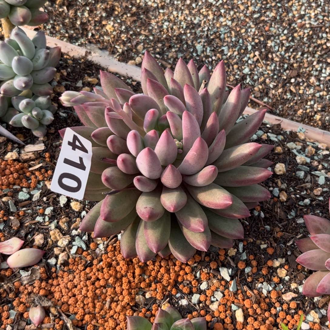 410紫体虞多肉植物 