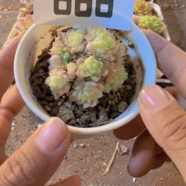 868，带盆带土发货