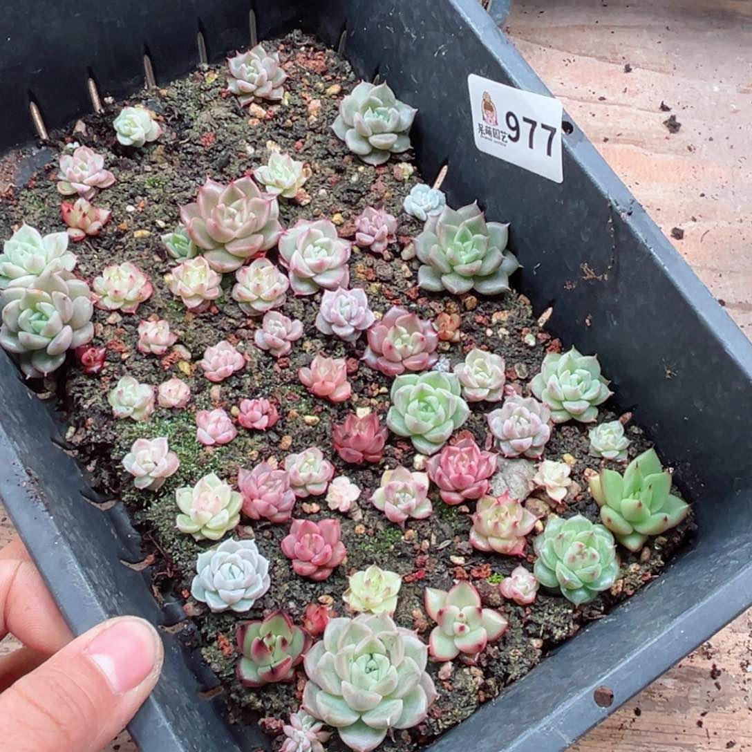 多肉植物多肉植物