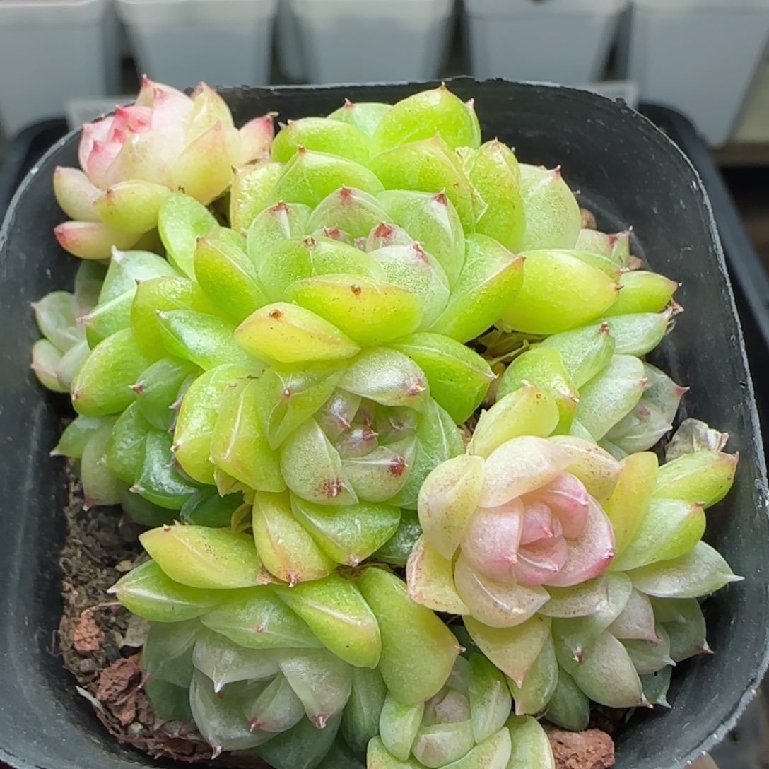 0123-131麦秆麦秆