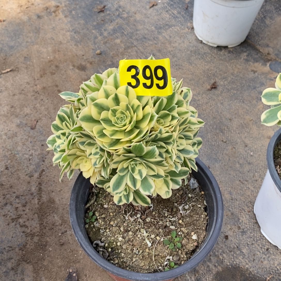 迈巴赫多肉法师399