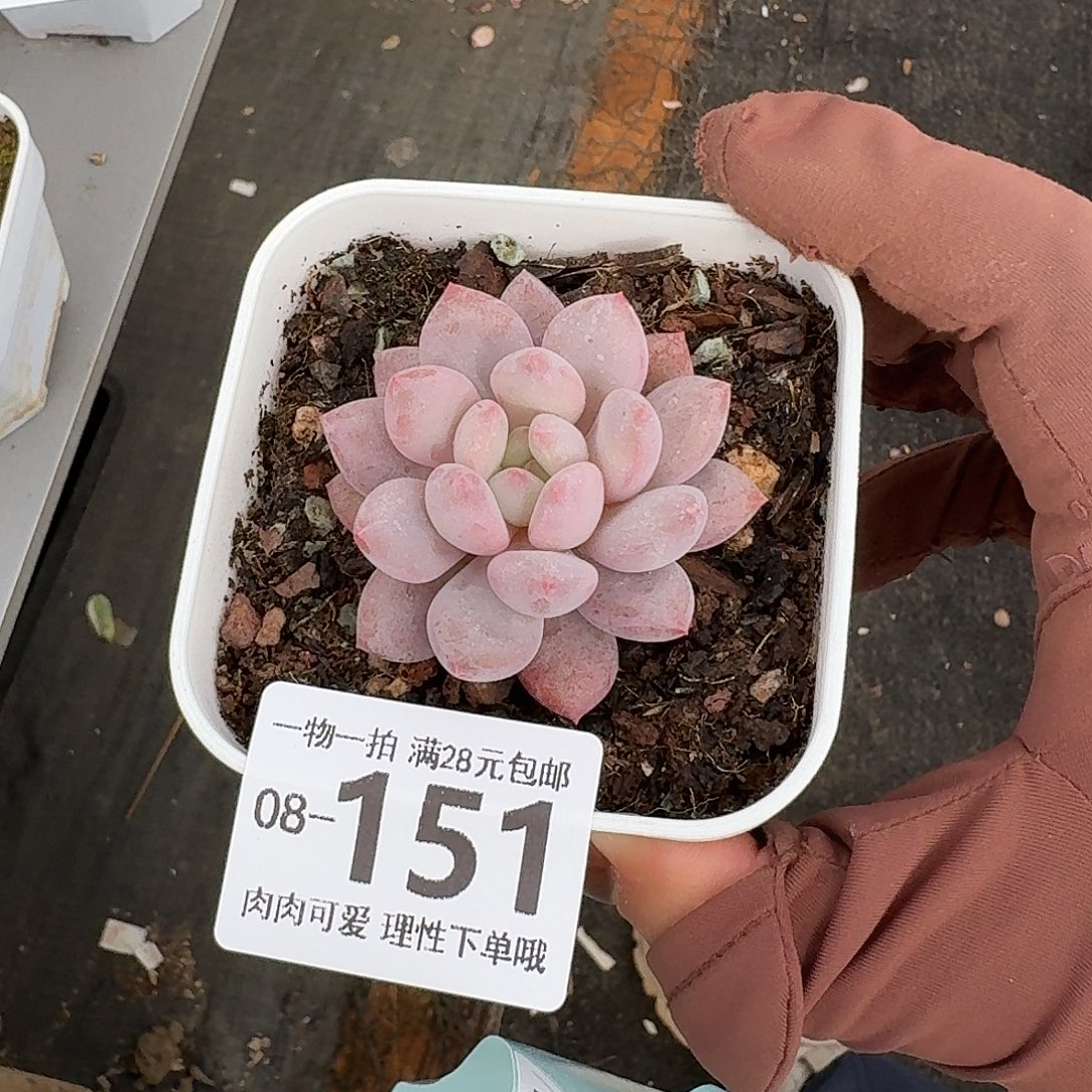 半夏多肉无盆土发货无盆土发货无