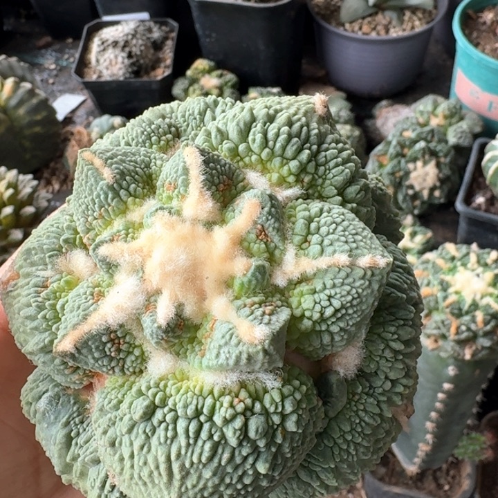 646蓝白肌梦幻怒涛牡丹