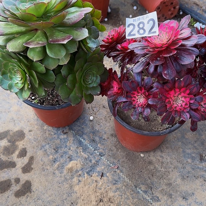 00000000000282黑铜白万圣节