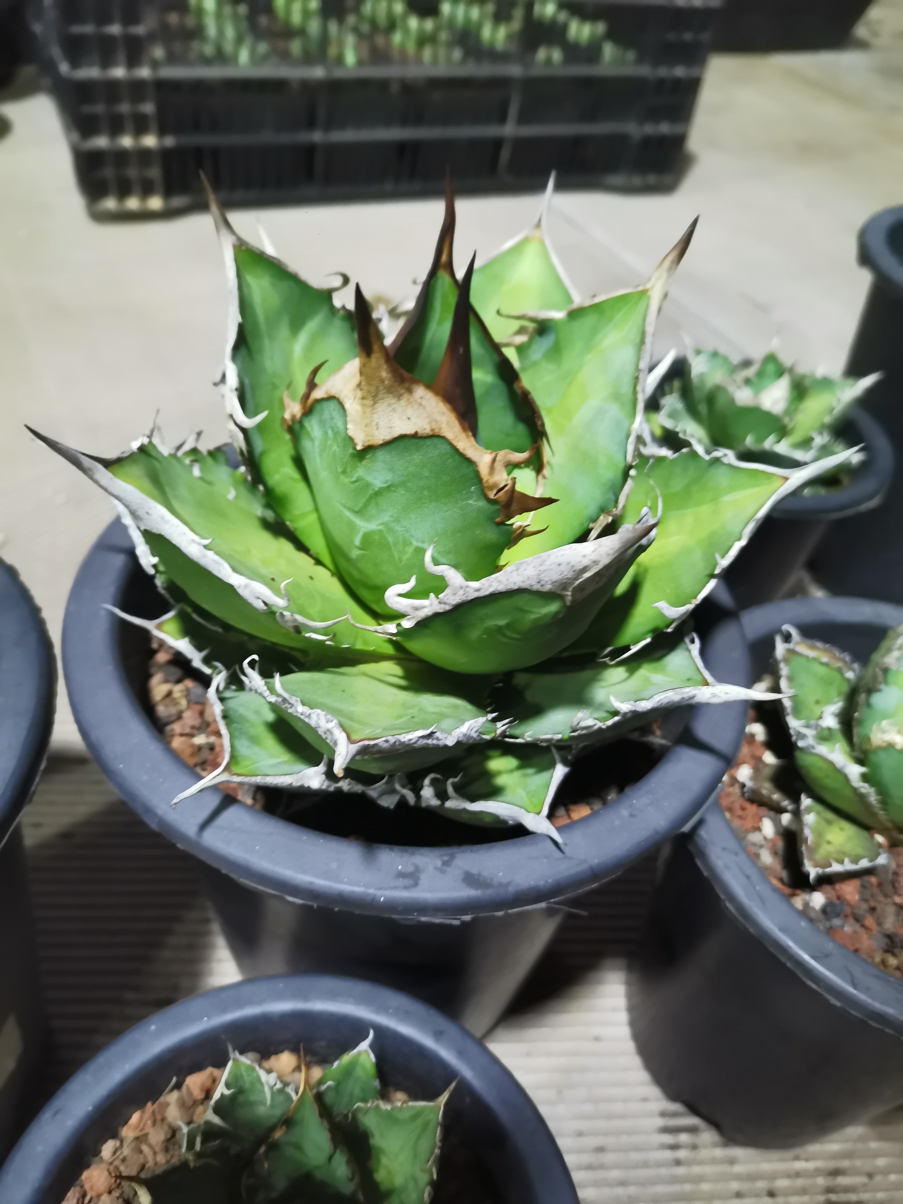 龙舌兰任王冠多肉植物直播间链接一物一拍