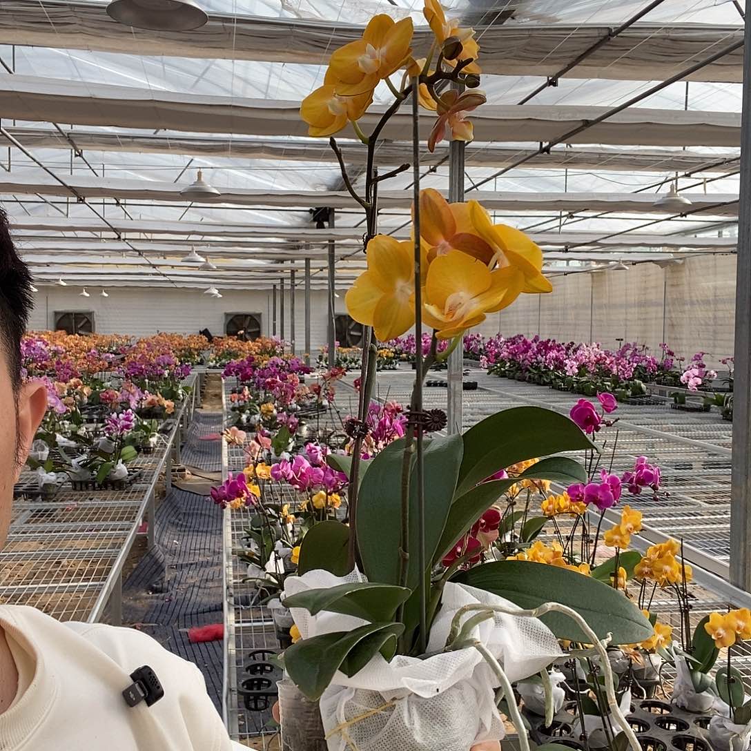 完全开放微瑕拉斯维加斯2棵