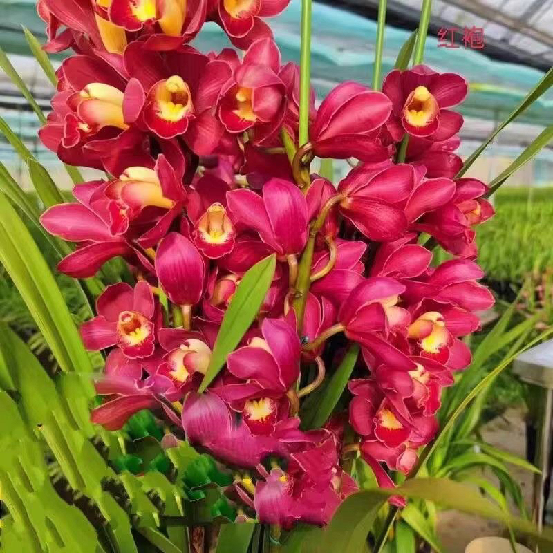 惠兰绿叶大红袍5支到6支花剑发