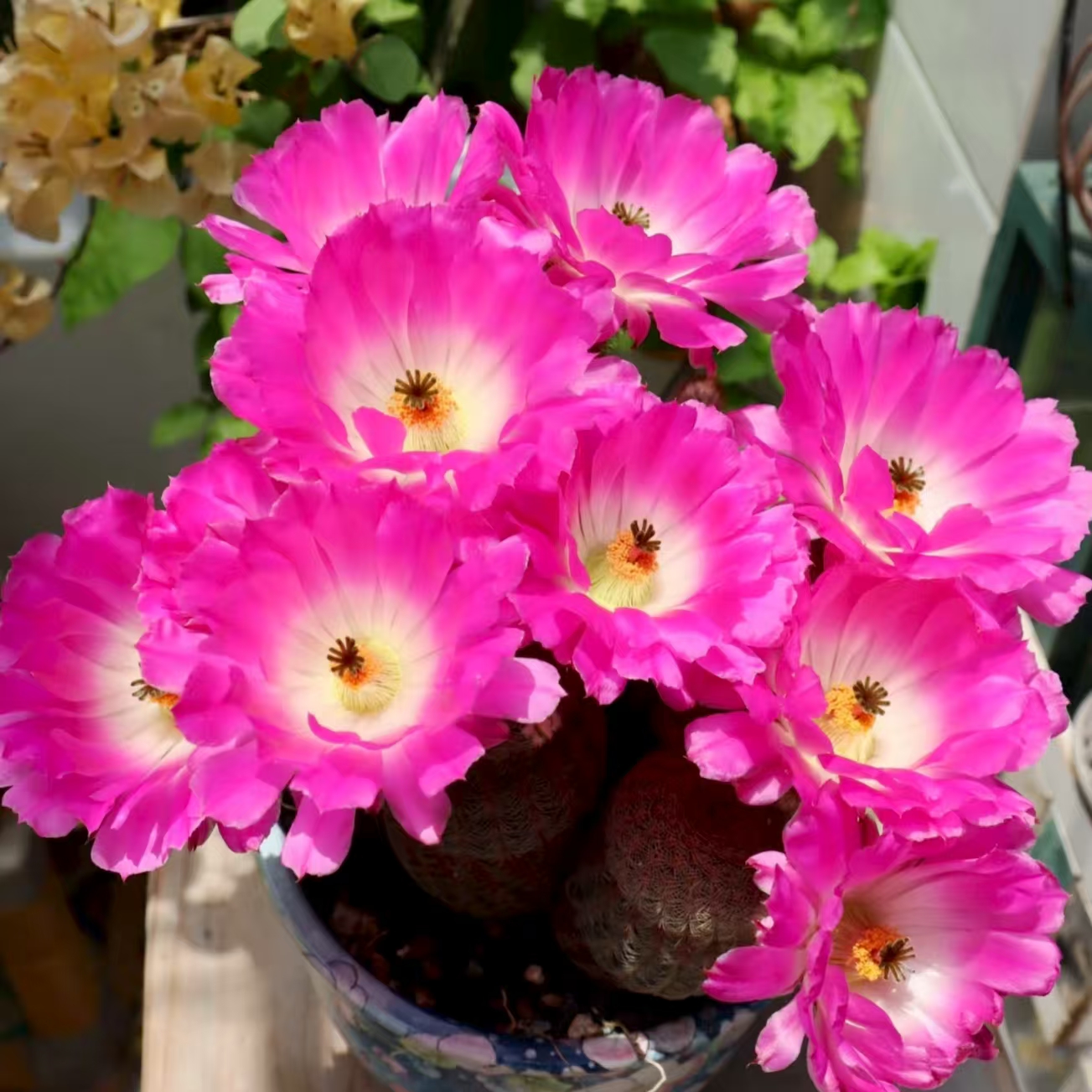 红太阳 1棵 盆栽仙人球植物多肉植物开花室内 云南鲜花绿植