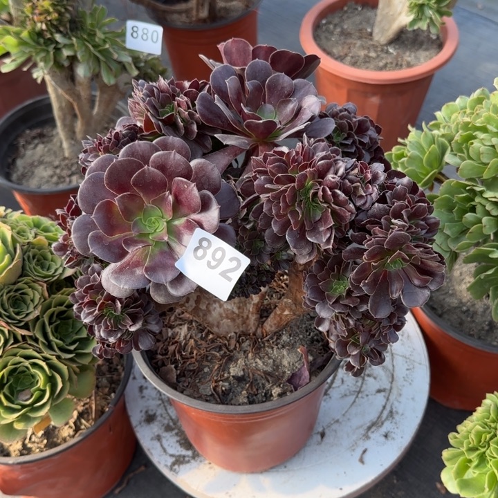 浮***尘多肉植物欧紫缀892