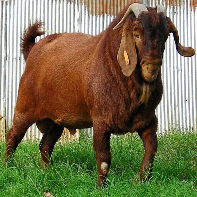 （纯种亚洲黄金羊特级公羊）75斤左右