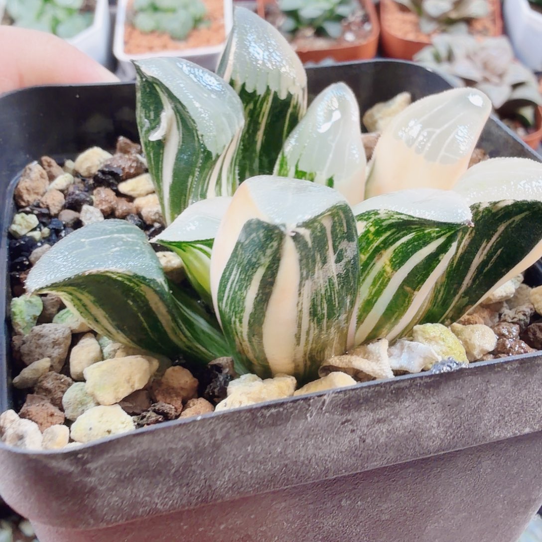 十二卷福利实生克锦糊班