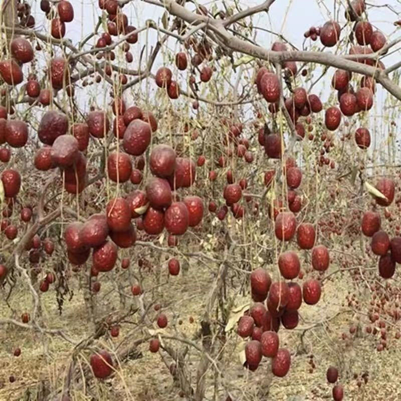 新疆若羌灰枣核小皮薄枣香浓郁原生态吊干枣