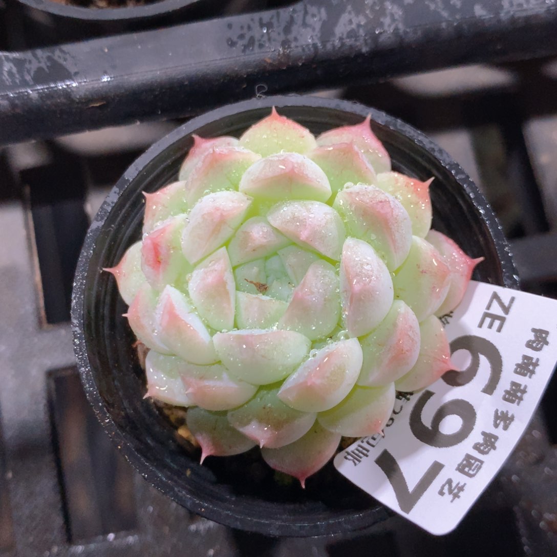 5CM拇指盆精控多肉ZE697