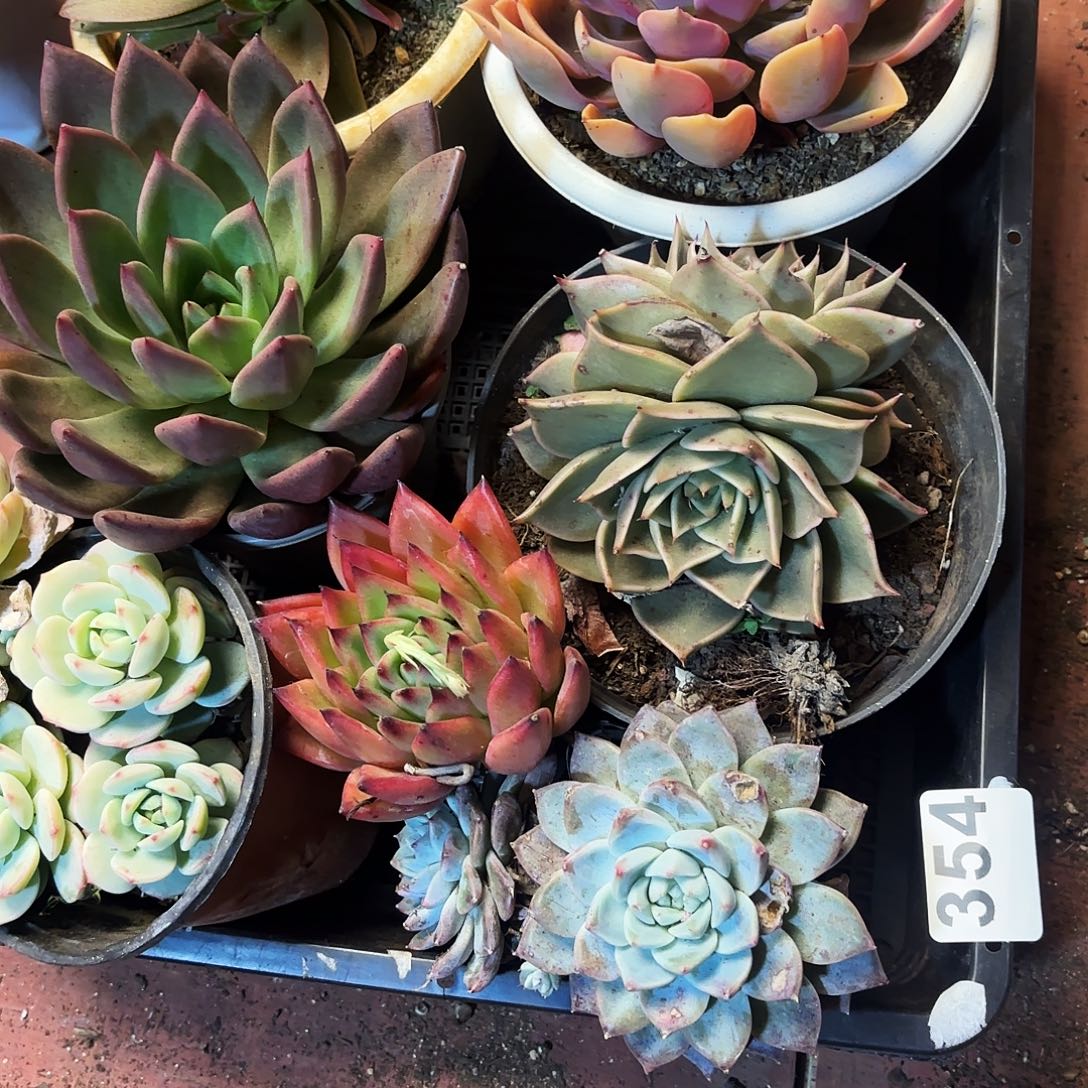 来多肉植物宽拍354号