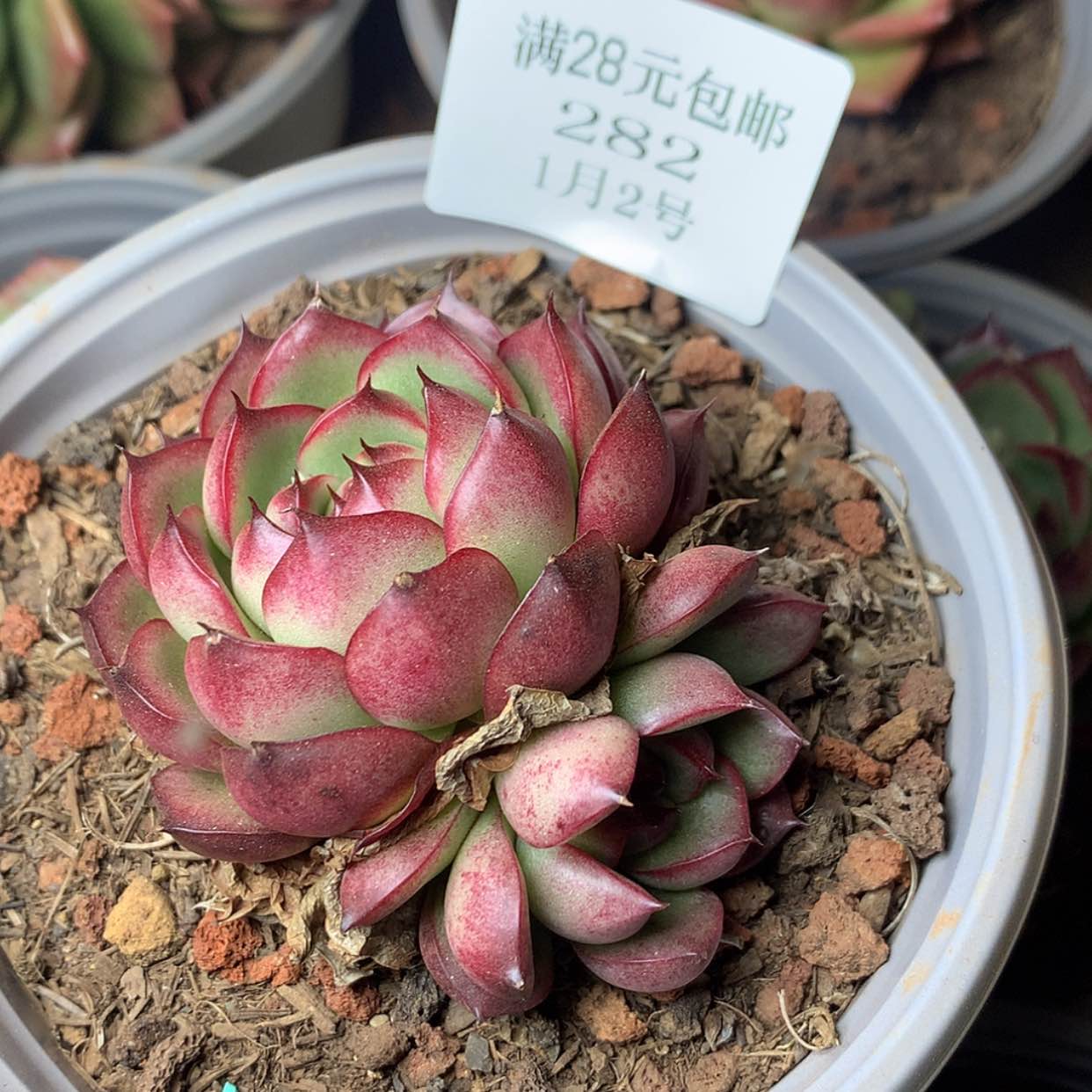 【闪购商品】云282号