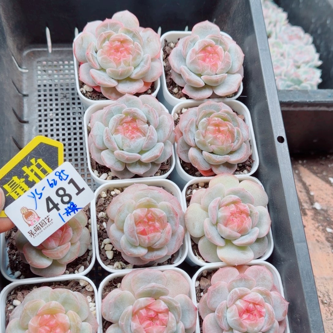 多肉植物多肉植物