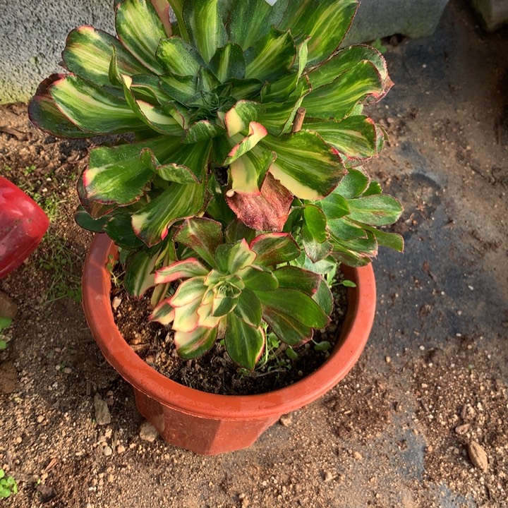 心***儿018魅影七彩多肉植物特价