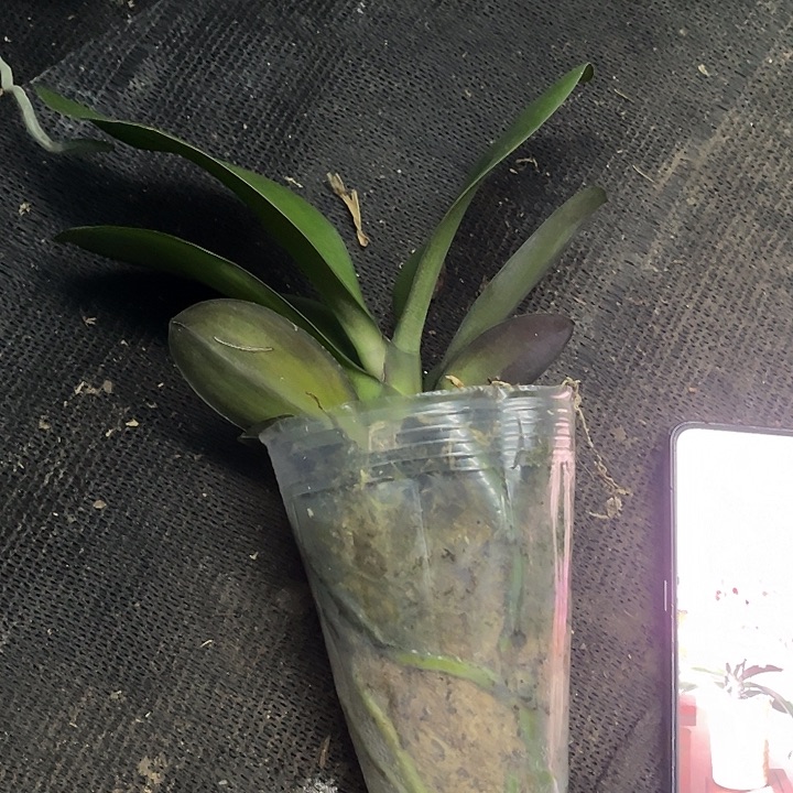 当前无花栽培后可以开花拉斯维加斯带剑