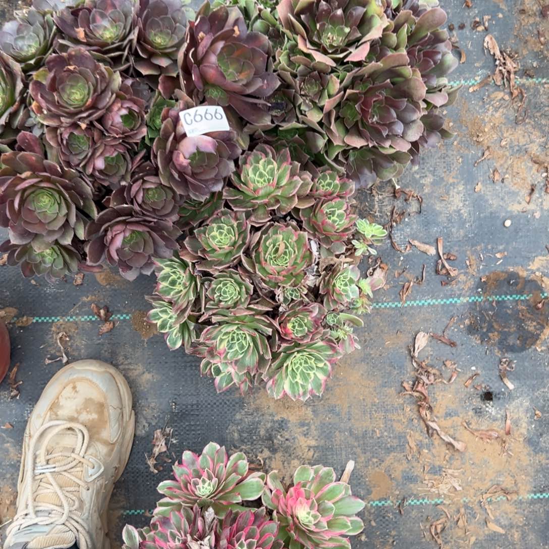 666三颗组合多肉植物法师