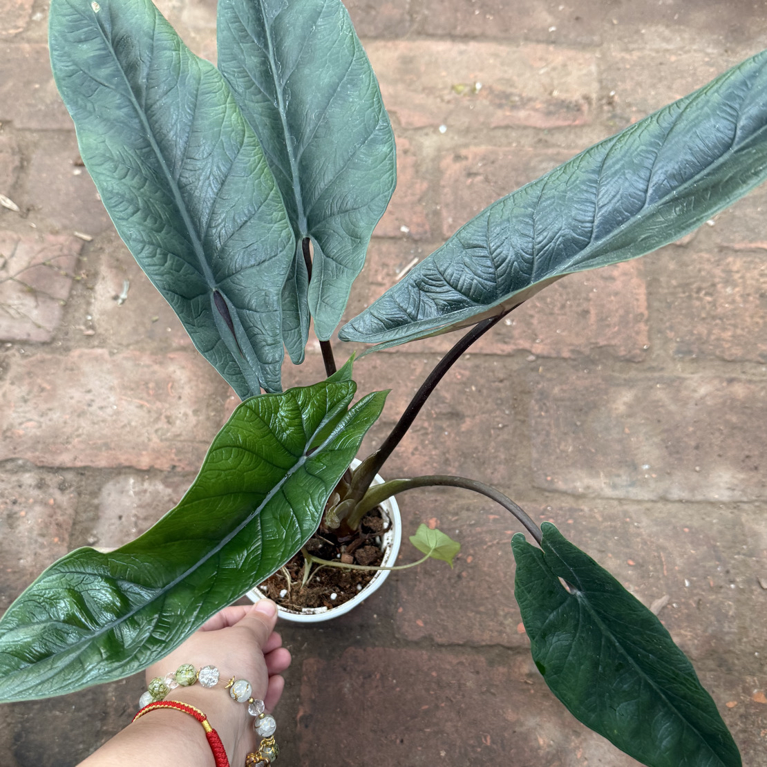 福利款板盾室内植物盆栽无售后