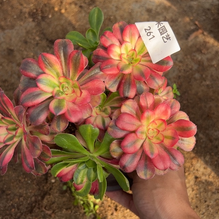 初恋花脸丛林多肉植物261